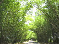 Bamboo Avenue