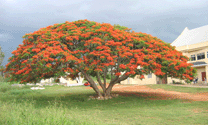 poinciana tree