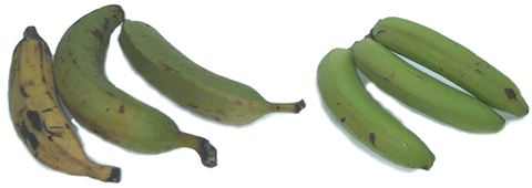 plantains and bananas