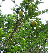 guavas