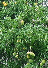 mangoes