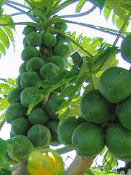pawpaw (papaya)