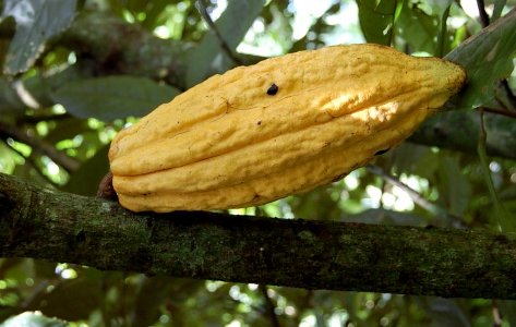 cocoa pod