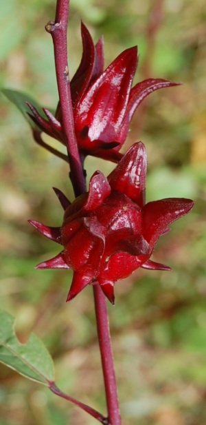 sorrel