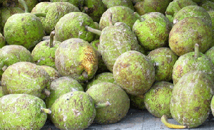 breadfruit