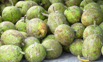 breadfruit