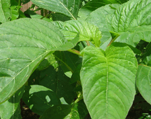 callaloo