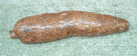 Cassava (yucca)
