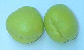 Chocho (christophine)