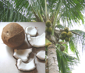 coconuts