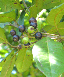 pimento berries (all spice)