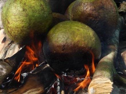 breadfruits being roasted on a wood fire