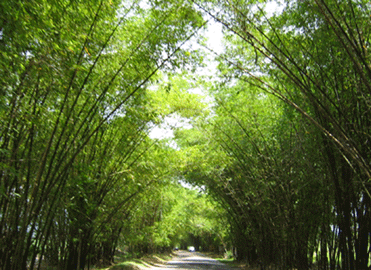 Bamboo Avenue, Jamaica